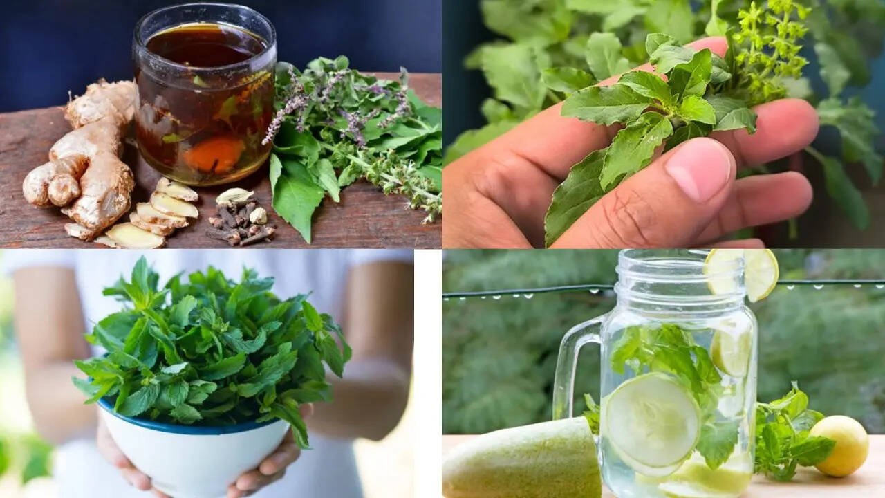 Health benefits of two herbs from the same plant family