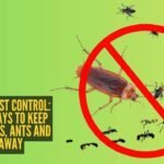 Monsoon pest control: Natural ways to keep cockroaches, ants and flies away