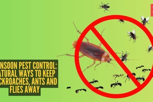 Monsoon pest control: Natural ways to keep cockroaches, ants and flies away