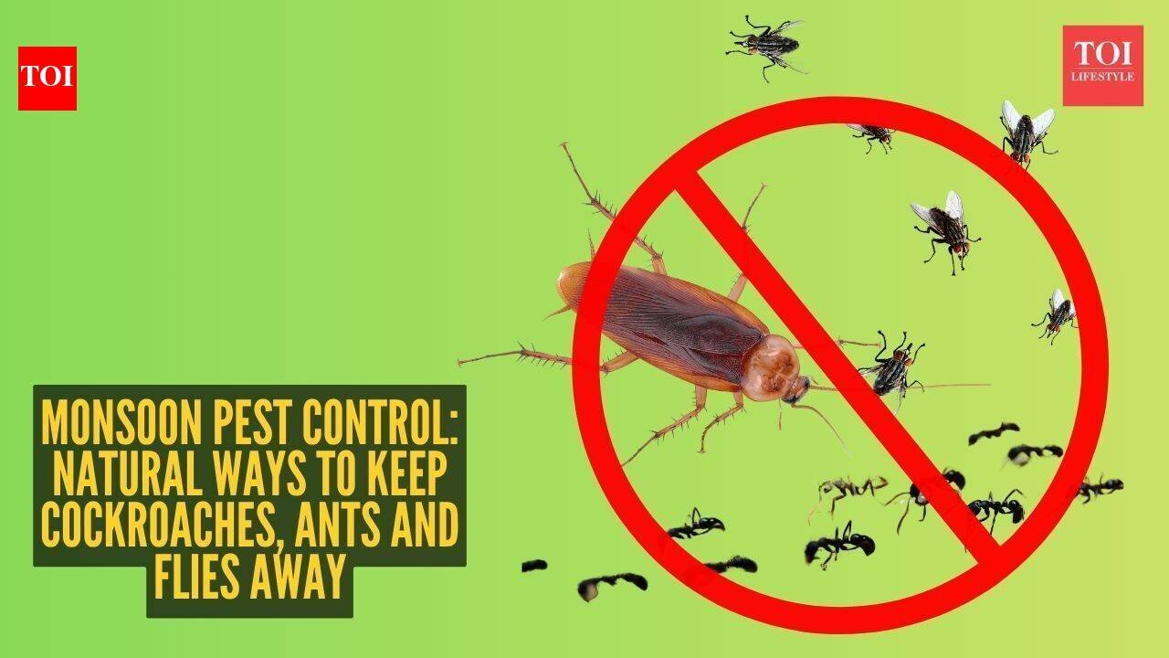 Monsoon pest control: Natural ways to keep cockroaches, ants and flies away