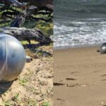 Mysterious 'space balls' twice the size of basketballs wash ashore on Australian beach, scientists say the discovery is more common than many people think