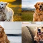 Golden Retriever Nicknames: 7 cool nicknames for your pet Golden Retriever |
