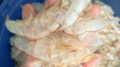 Scientists in Singapore have found a way to transform shrimp shell waste into 'carbon-negative' hydrogen fuel, turning biomass waste into valuable climate solutions
