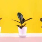 Identical Houseplants: Same plant, different results? Here's why identical houseplants thrive in one home but struggle in another