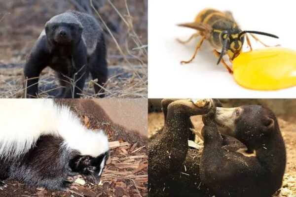 7 Animals that eat bees without letting stings stop them