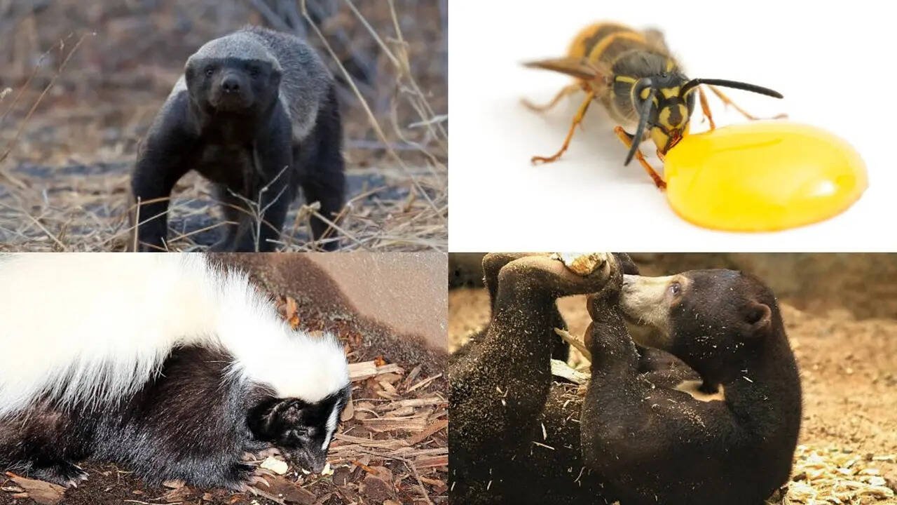 7 Animals that eat bees without letting stings stop them