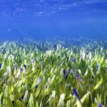 Scientists reveal underwater seagrass meadows could end global malnutrition as fish from these ocean habitats provide more essential nutrients than coral reef fish