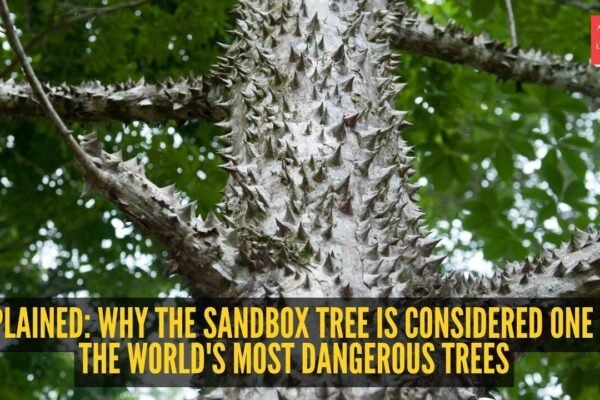 This tree is one of the most dangerous in the world-- it can explode, stab and poison