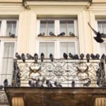 Pigeons taking over your balcony? 7 Humane ways to keep them away without causing harm