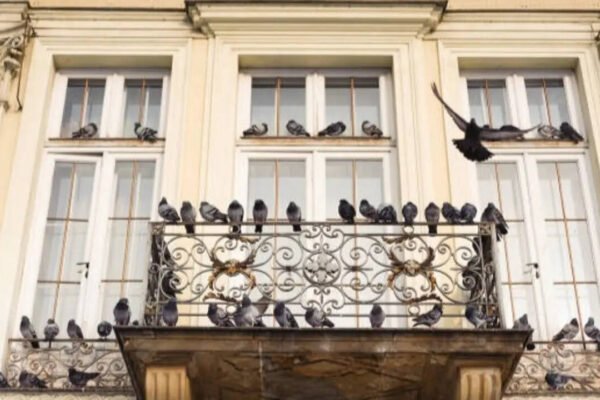 Pigeons taking over your balcony? 7 Humane ways to keep them away without causing harm