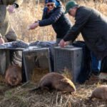 England: Britain bought 1,525 acres of nearly lifeless farmland for £13.8 million; four years later, beavers are helping it make money