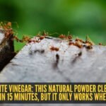 Forget white vinegar: This natural powder cleared yard ants in 15 minutes, but it only works when dry