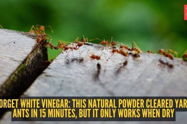 Forget white vinegar: This natural powder cleared yard ants in 15 minutes, but it only works when dry