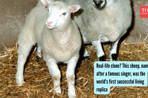 Real-life clone? This sheep, named after a famous singer, was the world's first successful living replica |
