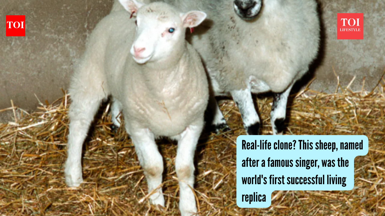Real-life clone? This sheep, named after a famous singer, was the world's first successful living replica |