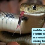 5 smells that could attract snakes to your home this monsoon ( they are so common that you might be overlooking them) |