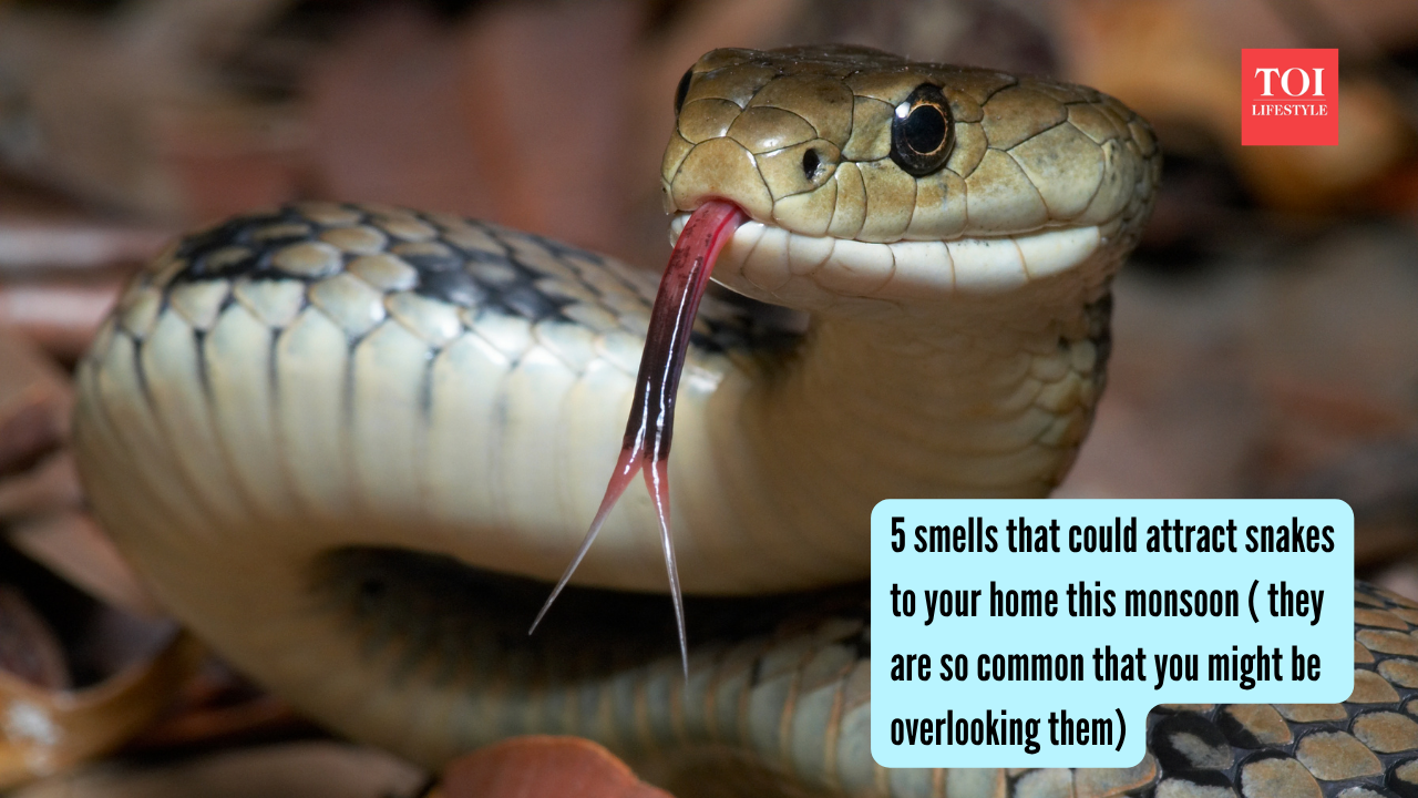 5 smells that could attract snakes to your home this monsoon ( they are so common that you might be overlooking them) |