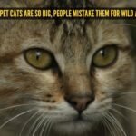These 5 giant pet cats are so big, people mistake them for wild animals
