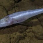 A scientist slipped into a pool beneath a US military base and found a fish later named 'demon cavefish' after the Demogorgon from Stranger Things