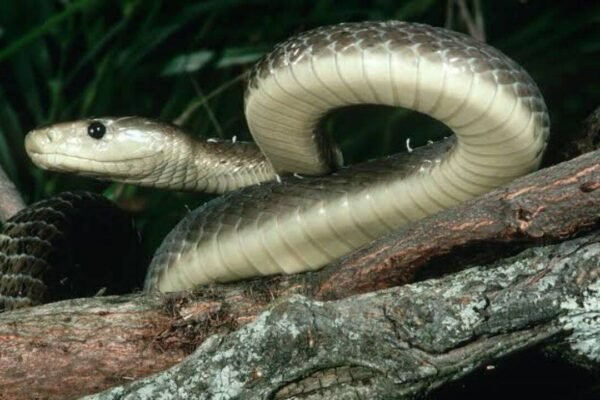 Black mamba snake isn’t actually black: Here’s why it got its name