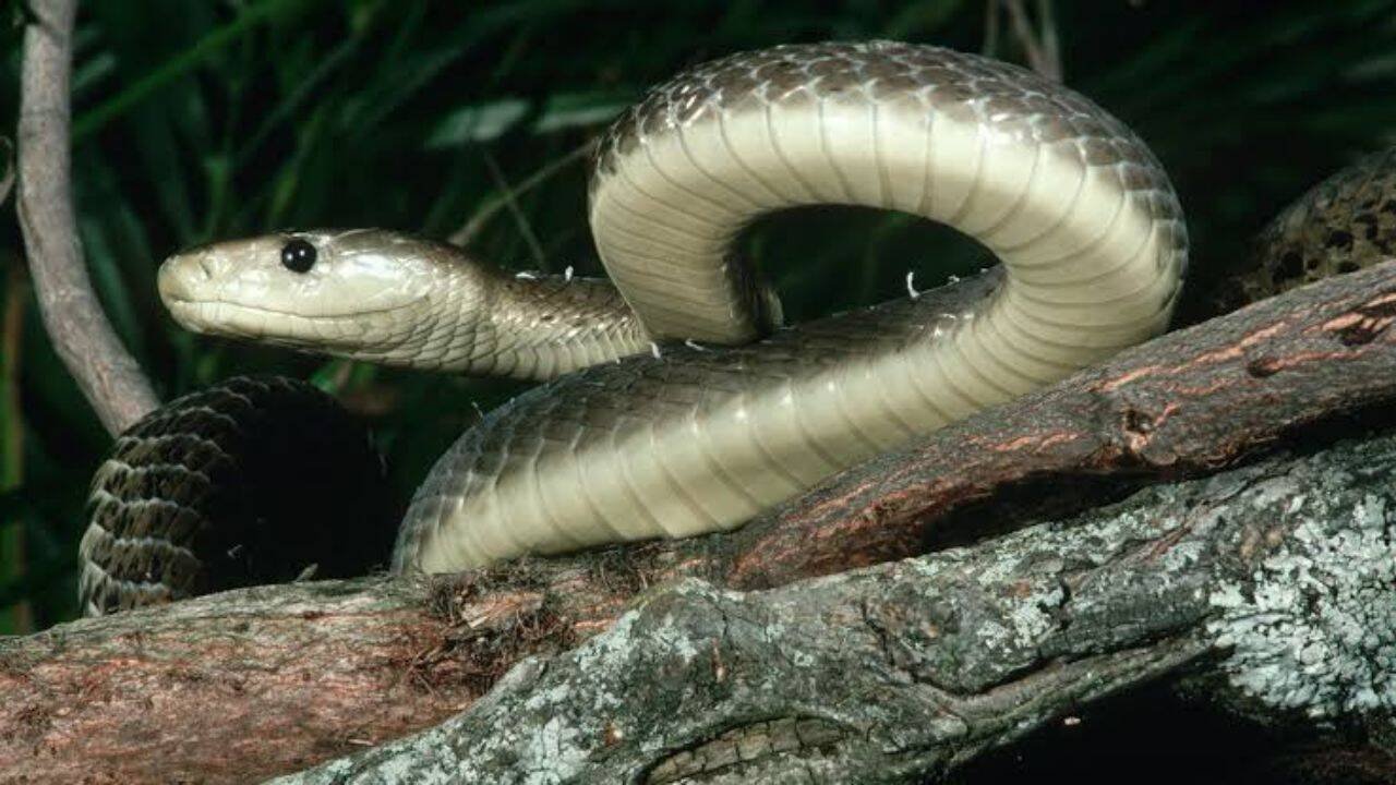 Black mamba snake isn’t actually black: Here’s why it got its name