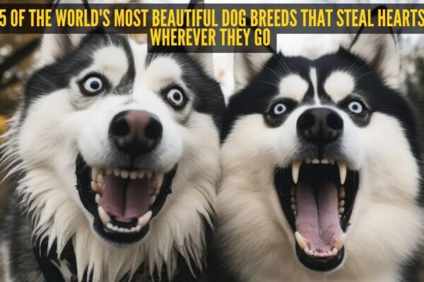 5 of the world's most beautiful dog breeds that steal hearts wherever they go