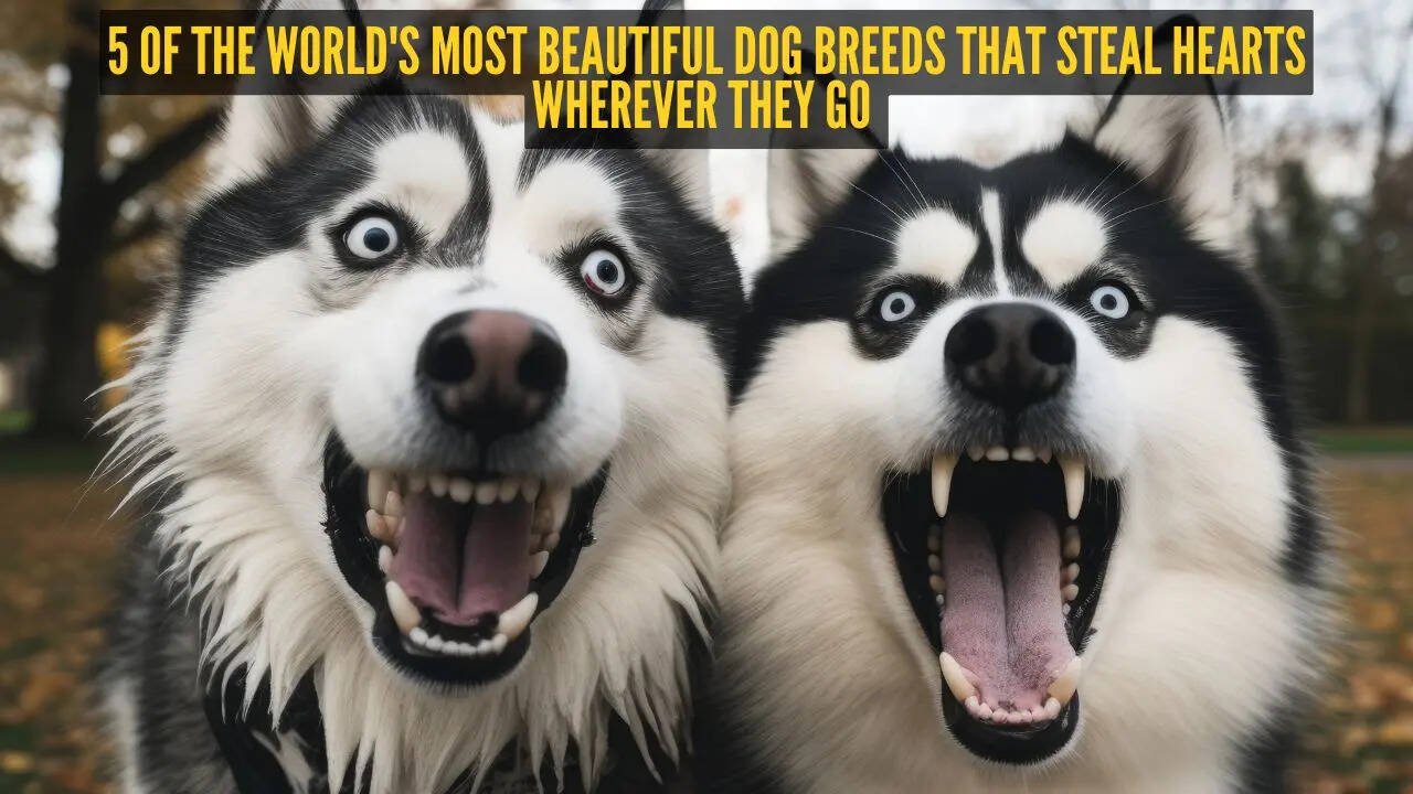 5 of the world's most beautiful dog breeds that steal hearts wherever they go