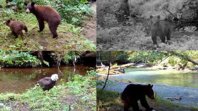 Scientists played human voices near Alaska salmon streams and found that bears and eagles fled, disrupting how salmon nutrients move into forests