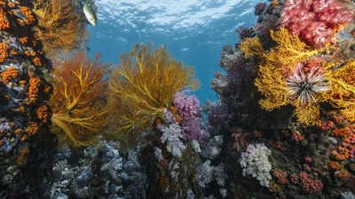 Scientists discover 64,000 square miles of heat-resistant coral reefs across 71 countries that could help protect the world's oceans for decades