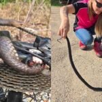 Eastern Brown Snake: Cyclist bitten after snake gets tangled in bike chain; Deadly eastern brown leaves woman with lucky escape