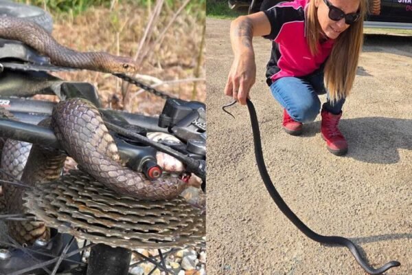 Eastern Brown Snake: Cyclist bitten after snake gets tangled in bike chain; Deadly eastern brown leaves woman with lucky escape