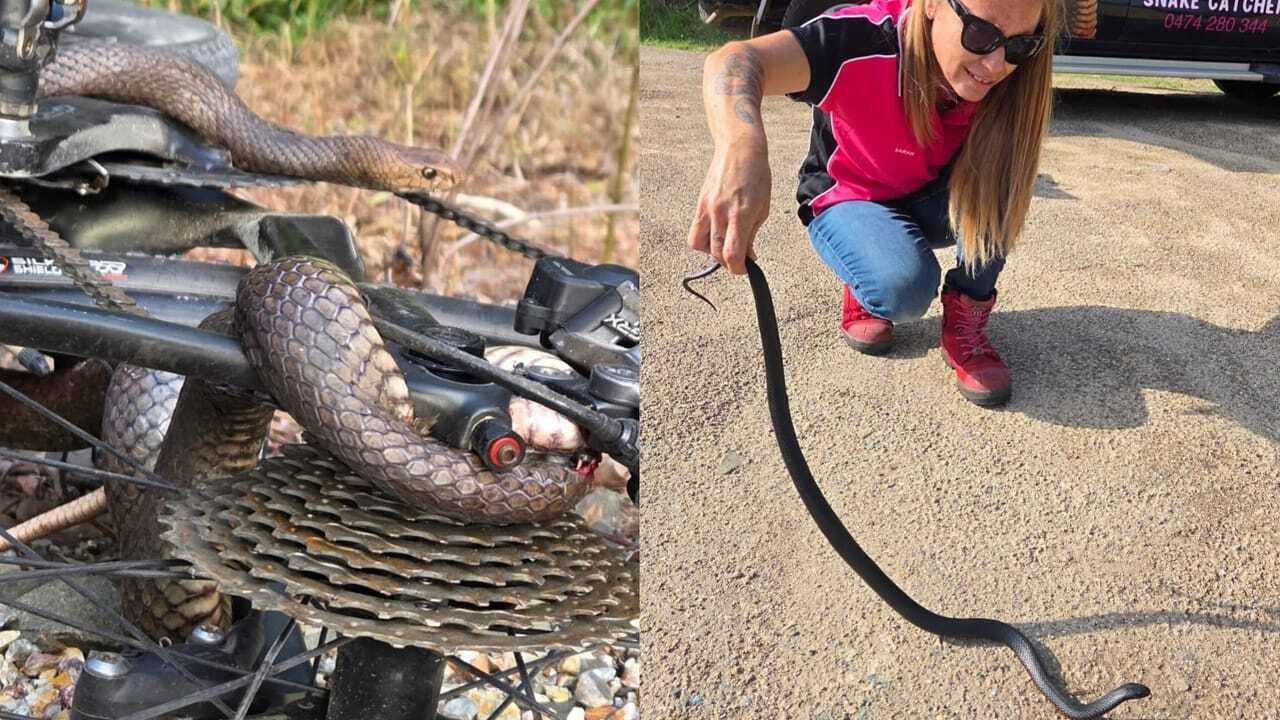 Eastern Brown Snake: Cyclist bitten after snake gets tangled in bike chain; Deadly eastern brown leaves woman with lucky escape