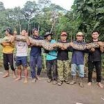 Meet 'Ibu Baron': Giant python in Indonesia confirmed as the longest wild snake ever officially measured |