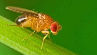 Scientists studied how animals survive winter and found fruit flies rebuild their biological clock into a separate seasonal mode