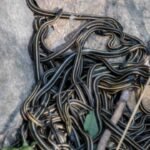 Snake Myths: Think snakes can't reach high-rises? Here are 6 snake myths you need to stop believing