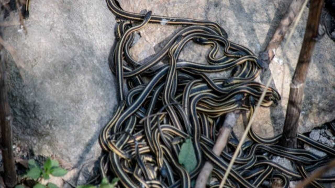 Snake Myths: Think snakes can't reach high-rises? Here are 6 snake myths you need to stop believing