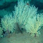 Scientists marked this West African coral reef as probably dead in the 1960s; underwater drones found it alive more than 50 metres below the sea