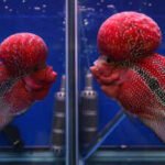 A human-bred aquarium fish prized for its bright colour and head hump has escaped into a Philippines crater lake, where scientists fear it may threaten native biodiversity