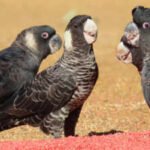 Scientists tracked endangered Australian cockatoos for three breeding seasons and found pesticides in 80% of seed samples, some hundreds of times above regulatory limits