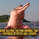 Amazon river dolphin: The pink mammal that inspired centuries of myths and legends