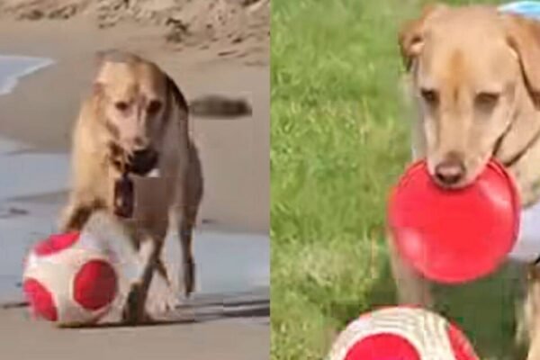 Messipaws: Named after Lionel Messi, viral Labrador ‘MessiPaws’ wins hearts with incredible football dribbling skills