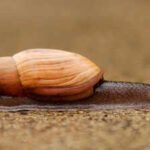 In 1955, Hawaii released a cannibal snail to control another invasive snail, but the predator instead helped push the islands’ rare native tree snails toward extinction