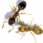 A tapeworm infects worker ants and makes them live several times longer by turning their bodies more like those of queens