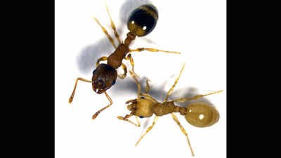 A tapeworm infects worker ants and makes them live several times longer by turning their bodies more like those of queens