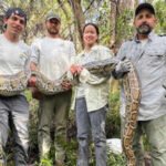 Florida: Florida scientists used female Burmese pythons as live lures to find invasive males in the Everglades, but 3 million camera-trap photos produced only four python detections