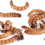 Scientists tested pet-store 'superworms' on animal specimens and found the beetle larvae can clean skeletons for museums without harsh chemicals or bone damage