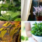 10 Fragrant indoor plants that will make your home smell naturally fresh
