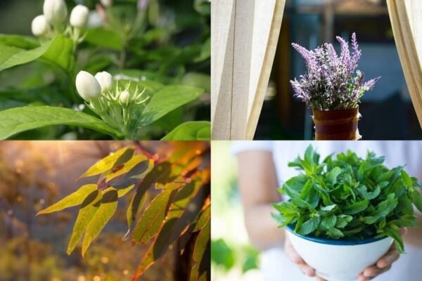 10 Fragrant indoor plants that will make your home smell naturally fresh
