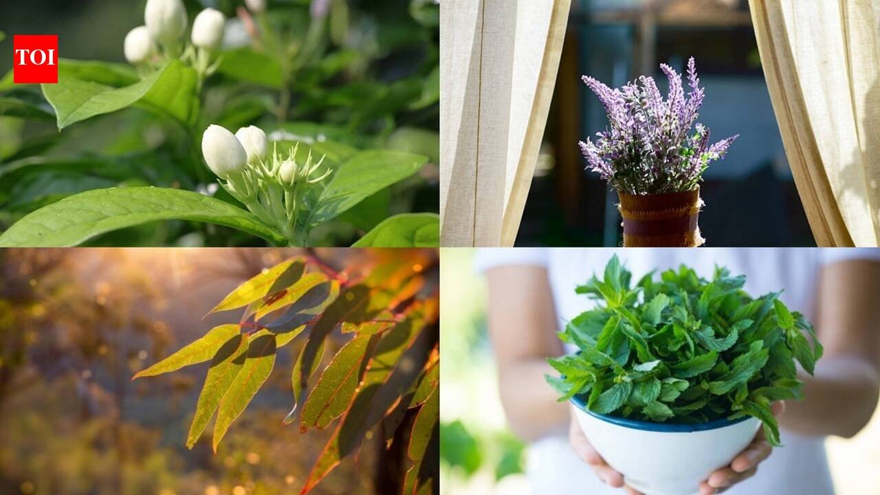 10 Fragrant indoor plants that will make your home smell naturally fresh