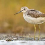 In the 1980s, Scotland planted commercial trees across parts of a 9,000-year-old peatland; decades later, conservationists are removing them to protect wildlife and keep its stored carbon in the ground